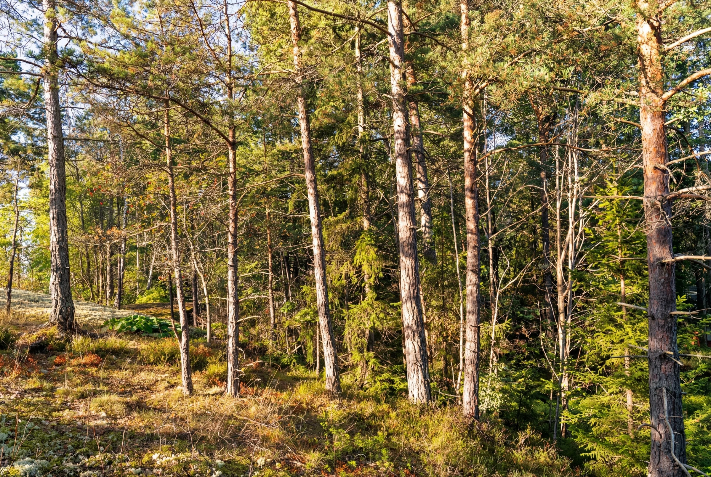 Område natur