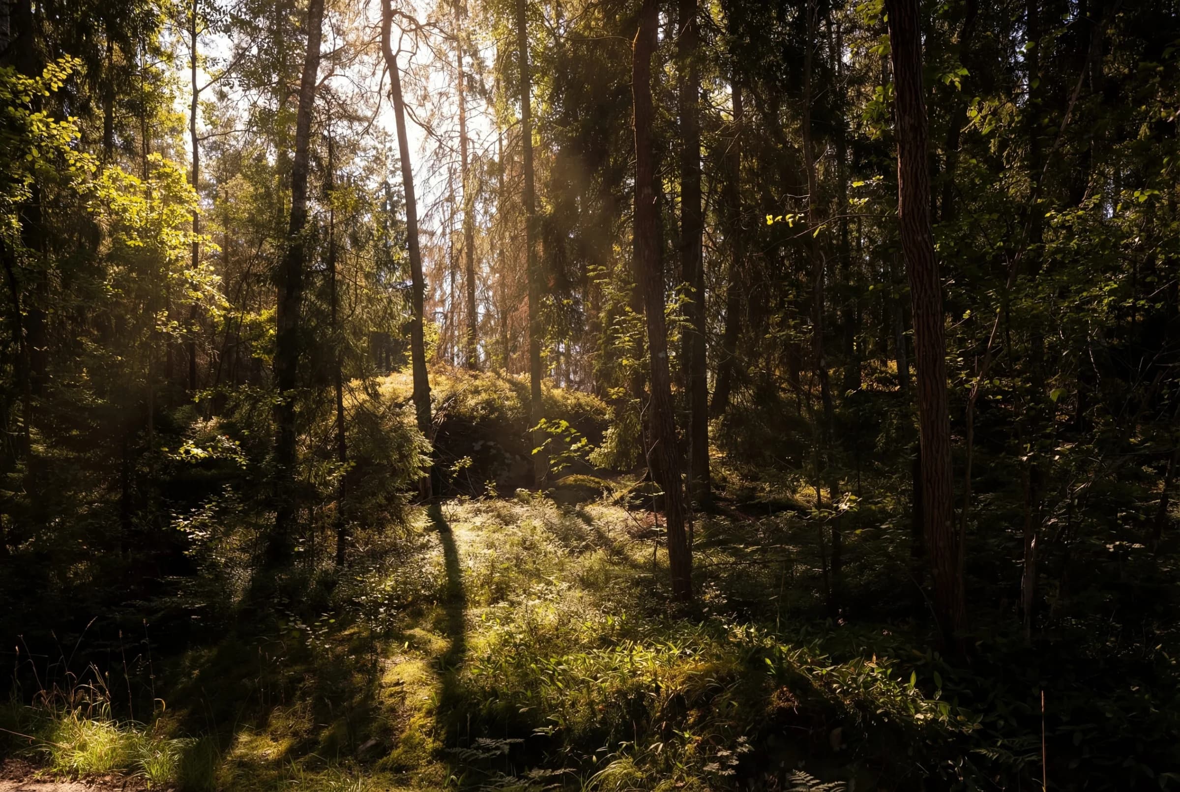 Skog vid Väsjöbacken