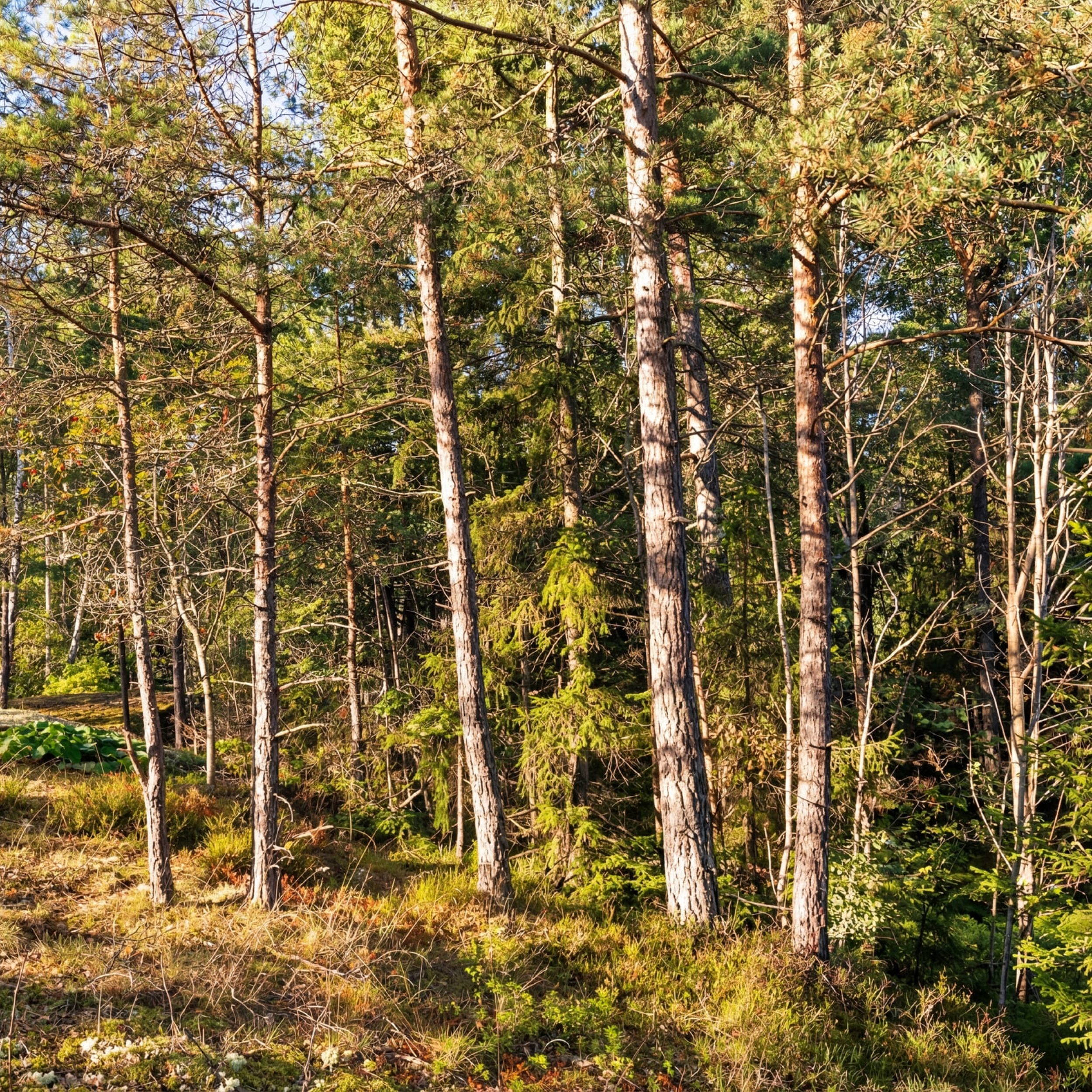 Fågelstigen område 6 (1)